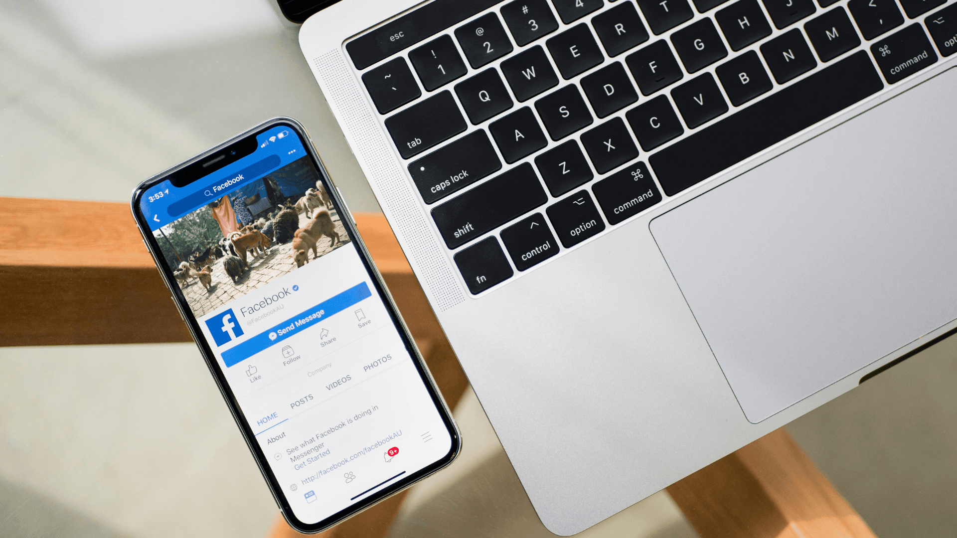 Top Pet Sitter Facebook Groups