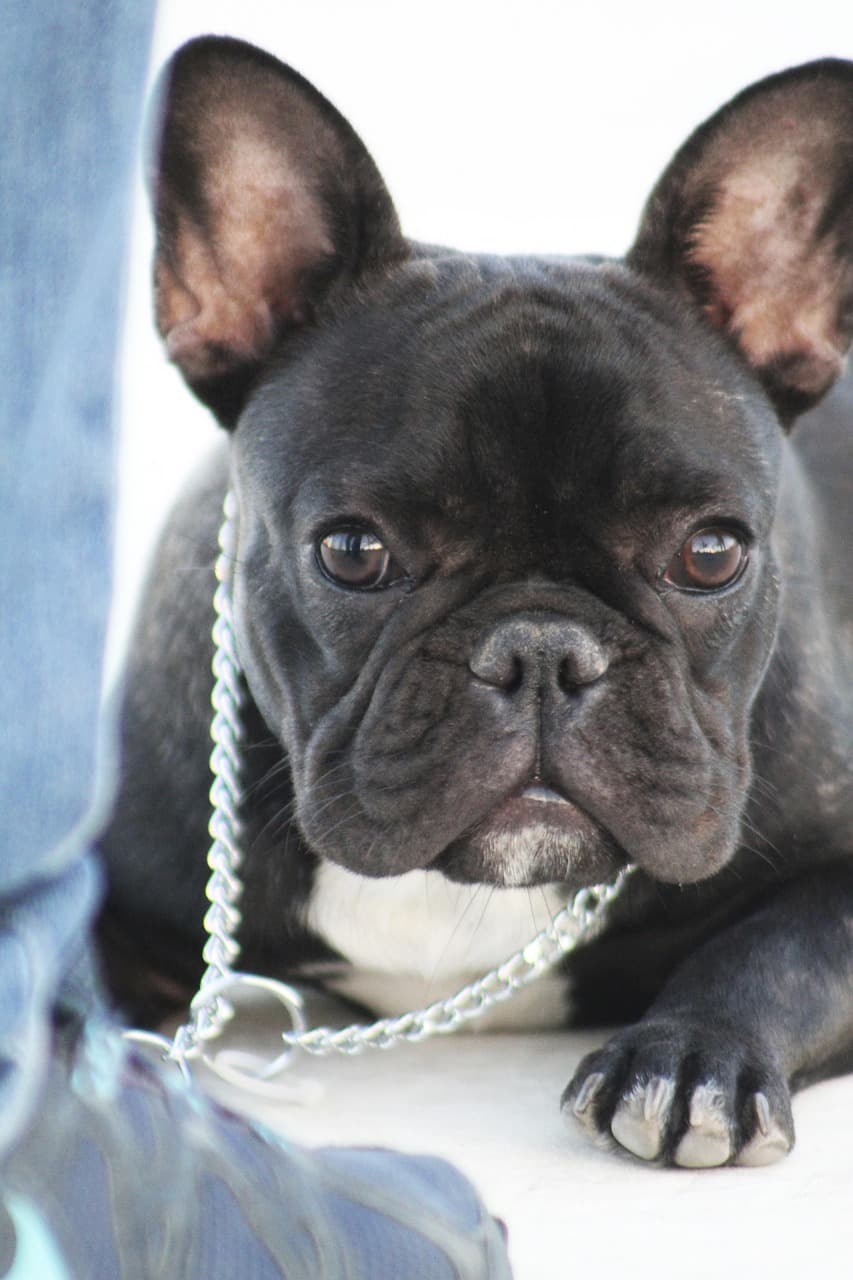Milo, Frenchie