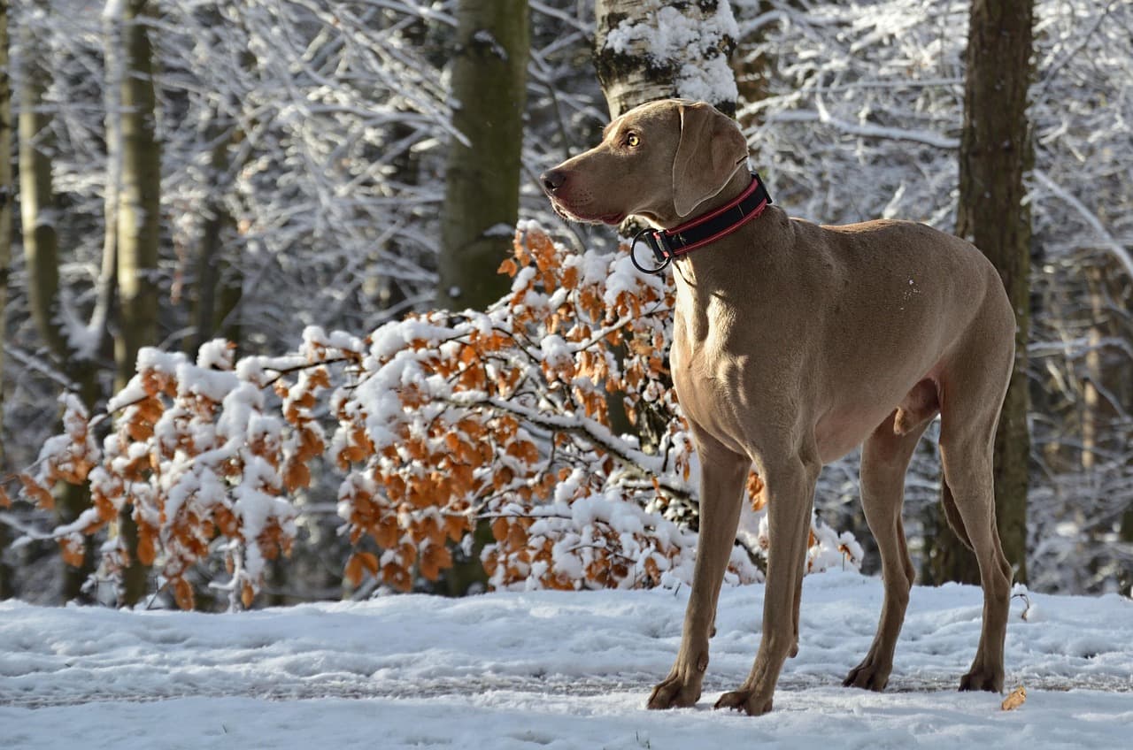 Professional service