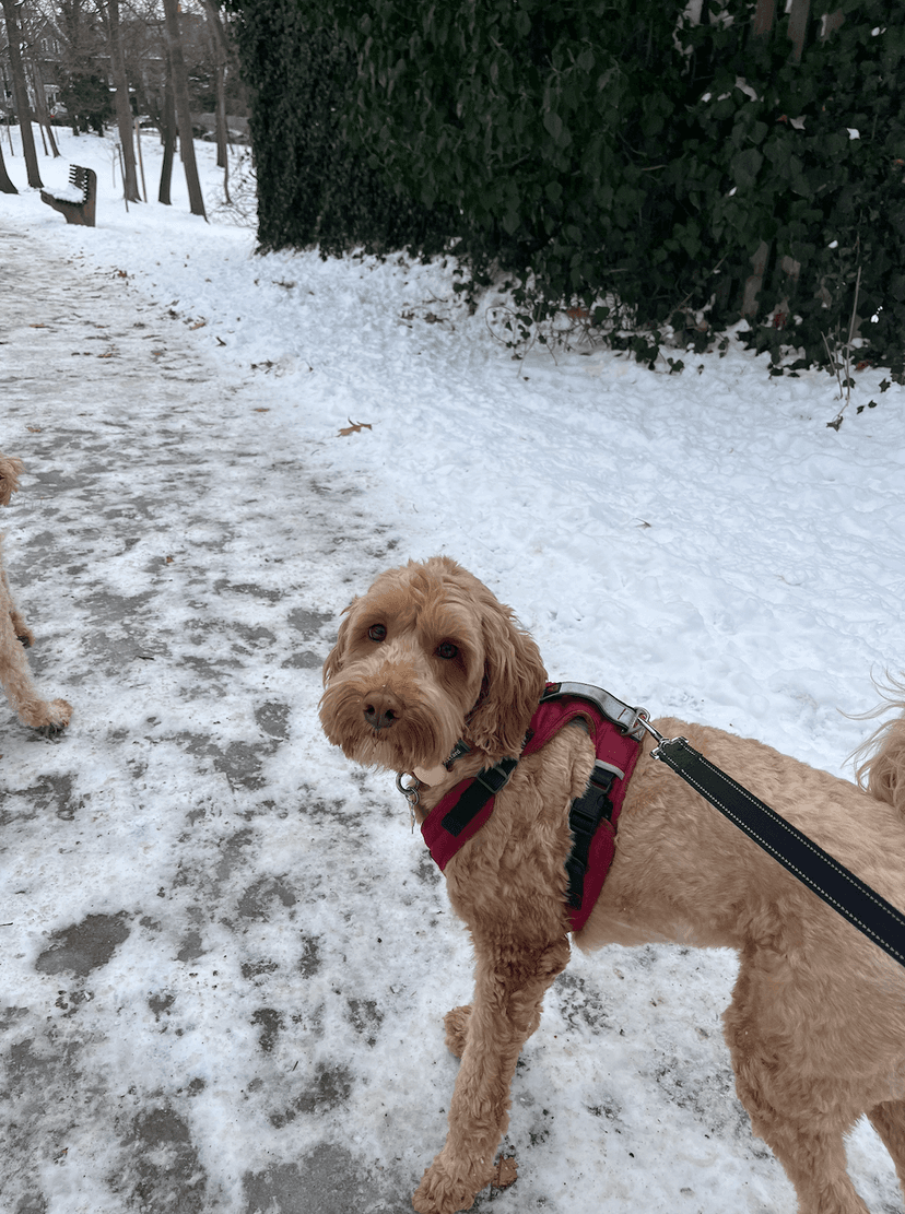 Walking a dog sitting client