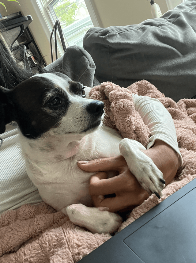 A very snuggly pet care client